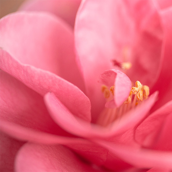 Camellia