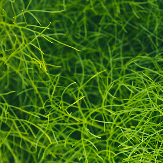 sea fennel