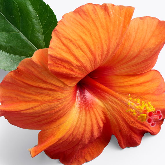 hibiscus