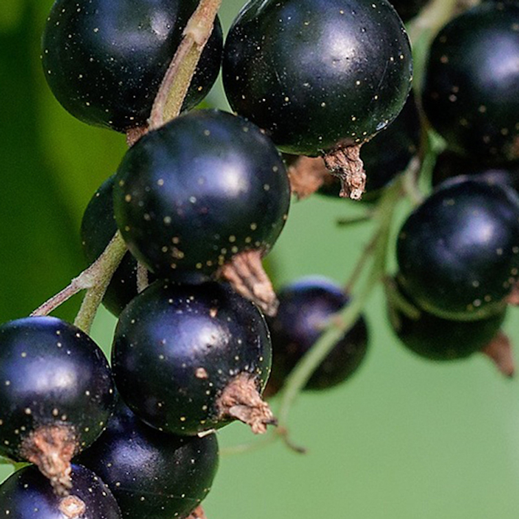 black currant