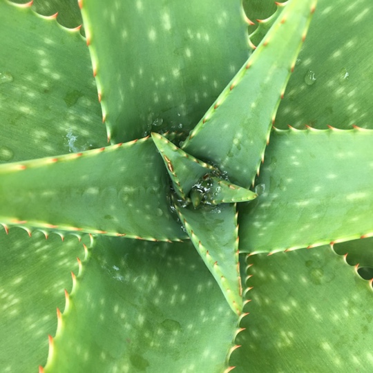 aloe gel