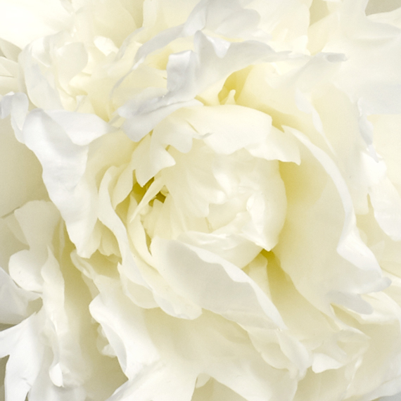 peony