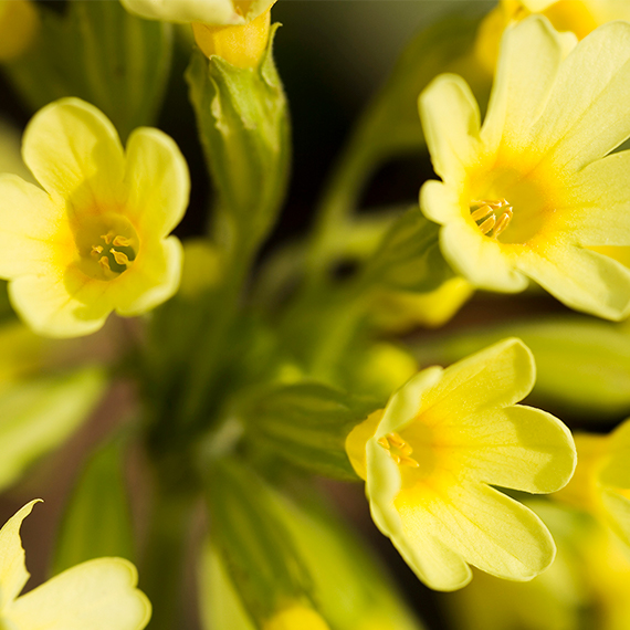 primrose