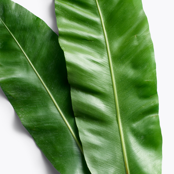 galanga leaf