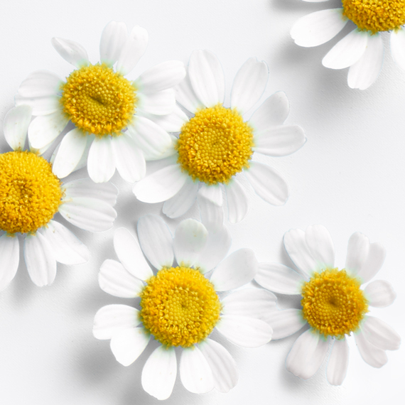 chamomile