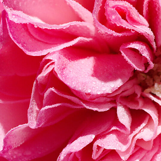 rosewater