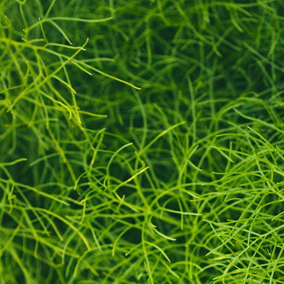 sea fennel
