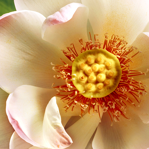 lotus